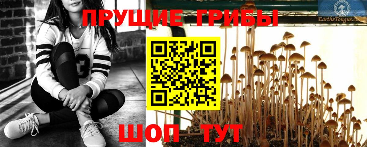Галлюциногенные грибы GOLDEN TEACHER Тимашёвск